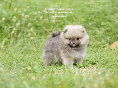 น้องปอม เพศเมีย สีส้ม ไซร์เล็ก 