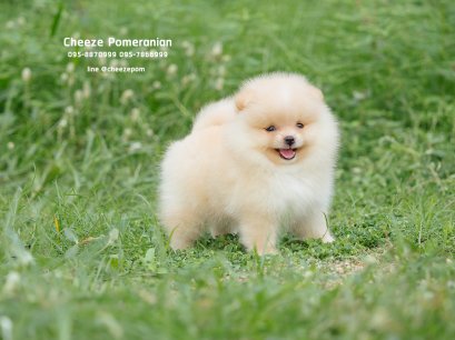 น้องปอม เพศเมีย สีครีม 
