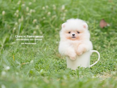 น้องปอม เพศเมีย สีขาวครีม ทีคัพ 
