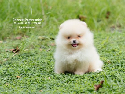 น้องปอม เพศผู้ สีครีม หน้าแบ้ว 