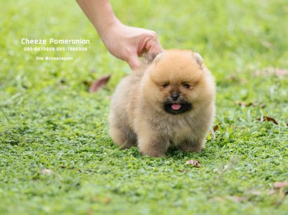 น้องปอม เพศเมีย หน้าหมี ขนแน่น 