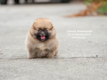 น้องปอม เพศเมีย สีส้ม 