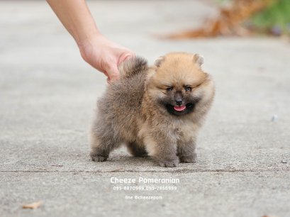 น้องปอม สีส้ม เพศผู้ 