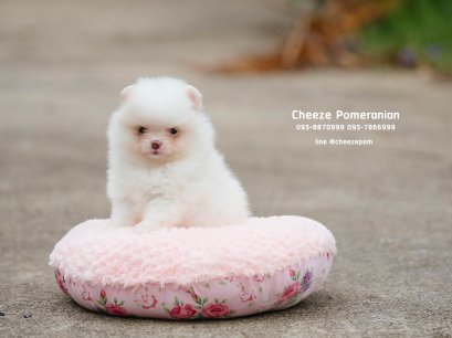 น้องปอม สีขาว เพศเมีย หน้าบี้ 