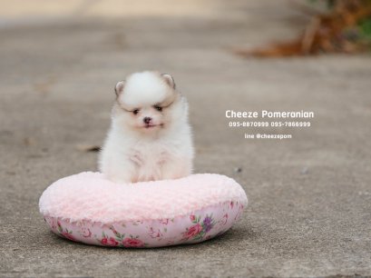 น้องปอม สีปาร์ตี้ เพศผู้ 