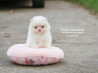 น้องปอม สีขาว เพศเมีย 