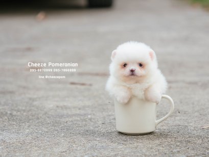 น้องปอม สีขาว เพศเมีย ไซร์ล็ก 