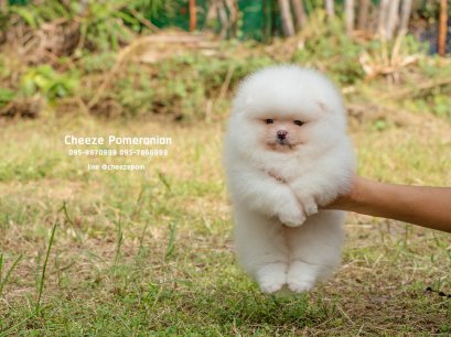 น้องปอม เพศผู้ สีขาวครีม หน้าหมี 