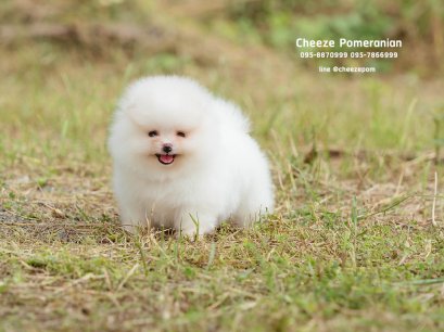 น้องปอม เพศเมีย สีครีม 