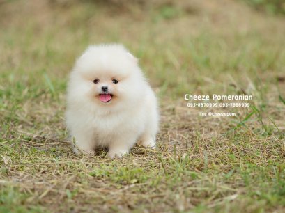 น้องปอม เพศเมีย สีครีม 