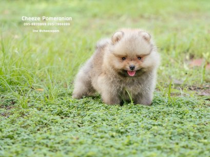 น้องปอม เพศผู้ สีส้ม ไซร์เล็ก 