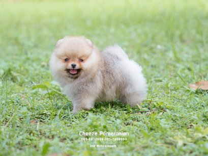 น้องปอม เพศเมีย สีส้ม 