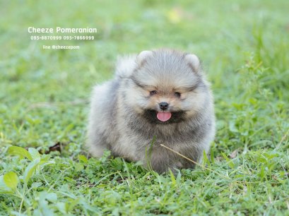 น้องปอม เพศเมีย สีน้ำตาล 