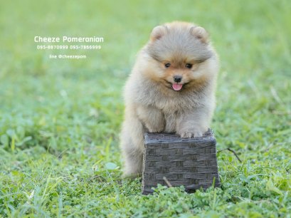 น้องปอม เพศเมีย สีส้ม 