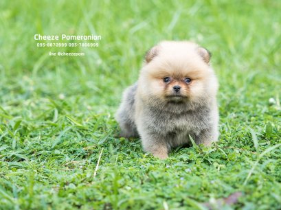 น้องปอม เพศเมีย สีส้ม ไซร์เล็ก 