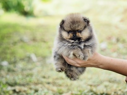 น้องปอม เพศผู้สีส้ม หน้าหมี