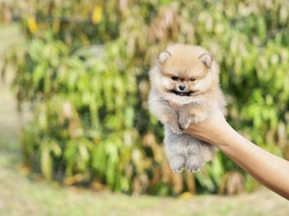 น้องปอม เพศเมีย สีส้ม 