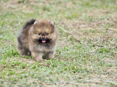 น้องปอม เพศผู้ สีน้ำตาล 