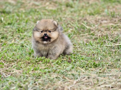 น้องปอม เพสผู้ สีส้ม 