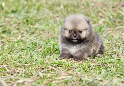 น้องปอม เพสผู้ สีส้ม ทีคัพ 