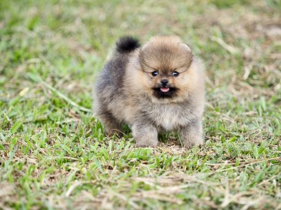 น้องปอม สีน้ำตาล เพศเมีย 