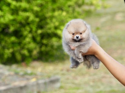 น้องปอม เพสเมีย สีส้ม 