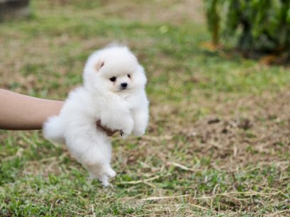 น้องปอม เพศเมีย สีขาวครีม 