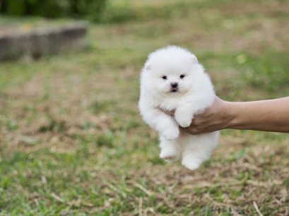 น้องปอม เพศผู้สีขาว 