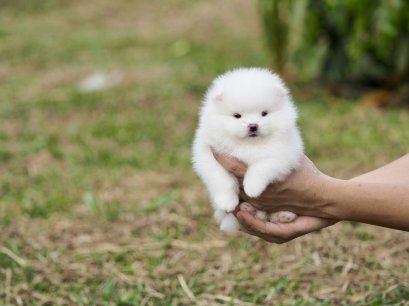 น้องปอม สีขาว เพศเมีย 