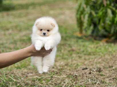 น้องปอม เพศเมีย สีครีม 