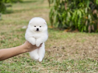 น้องปอม เพศเมีย สีขาว 