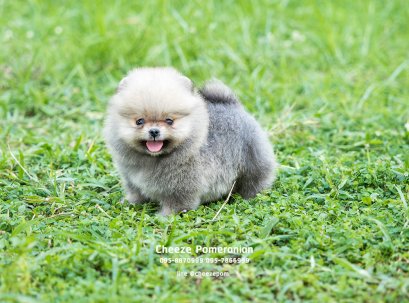 น้องปอม เพศผู้ สีส้ม ไซร์เล็ก 