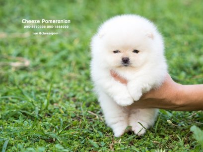 น้องปอม เพศผู้ สีครีม เกรดดี หน้าสั้น 