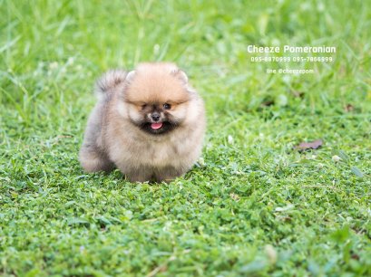 น้องปอม สีส้ม เพศผู้ เกรดดี 