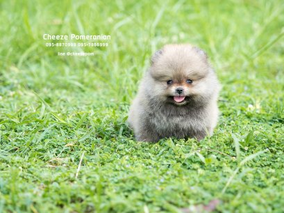 น้องปอม เพศผู้ สีส้ม ไซร์เล็ก 