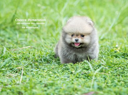 น้องปอม เพศเมีย สีส้ม ไซร์เล็ก 