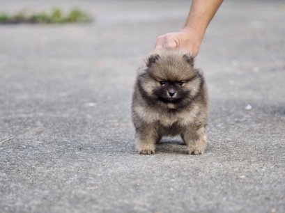 น้องปอม เพศผู้ สีส้ม