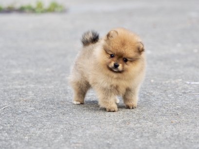 น้องปอม เพศเมีย สีส้ม