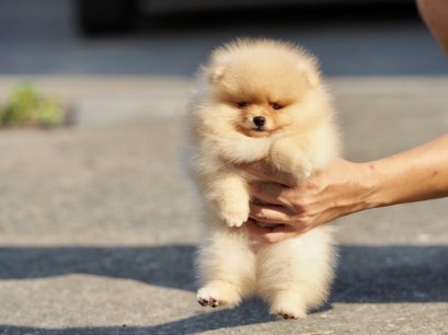 น้องปอม สีส้ม เพศผู้ สายเลือดดี 