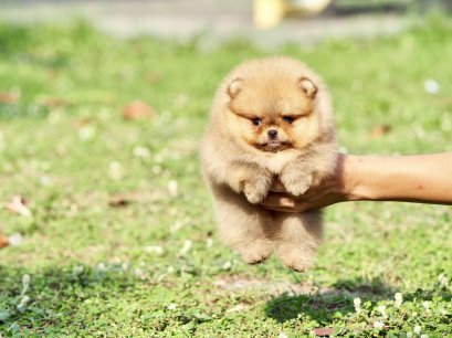 น้องปอม เพศผู้สีส้ม เกรดสวย 