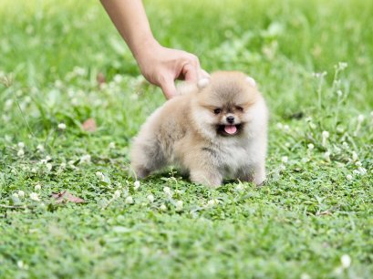 น้องปอม เพศเมีย สีส้ม ไซร์ทรอย 