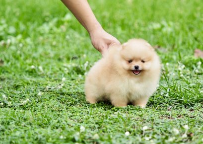 น้องปอม สีส้มทอง เพศเมีย 