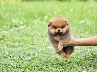 น้องปอม สีน้ำตาล เพศผู้