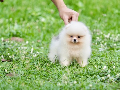 น้องปอม เพศเมีย สขาว ปาร์ตี้ 