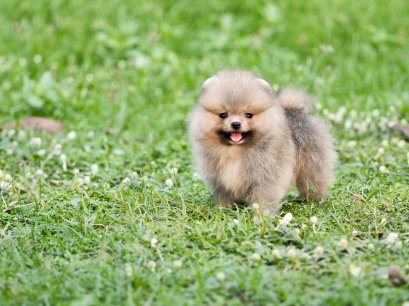 น้องปอม เพศผู้ สีส้ม 