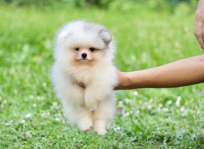 น้องปอม สีขาว ปาร์ตตี้ เพศผู้