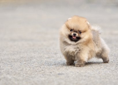 น้องปอม เพศผู้ สีส้ม ทีคัพ 