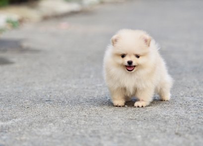 น้องปอม สีส้มทอง ทีคัพ 