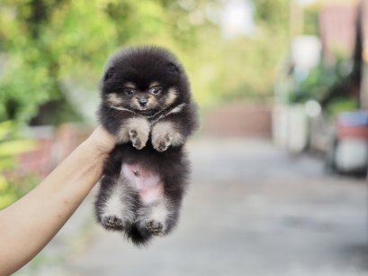 น้องปอม สีแบคแทน ทีคัพ เพศผู้ 