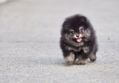 น้องปอม สีแบคแทน ทีคัพ เพศเมีย